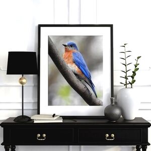 8x10 Eastern Bluebird Photography Oil‎ Painting Print